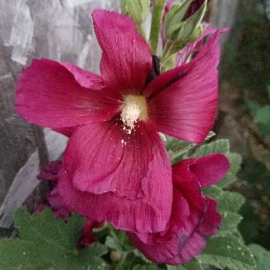 Hollyhock