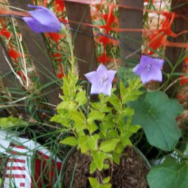 Balloon Flower