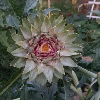 Globe Artichoke