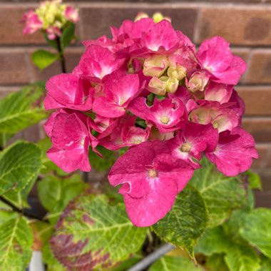 Hydrangea 'Glam Rock'