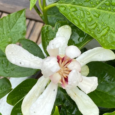 Sweetshrub 'Venus'