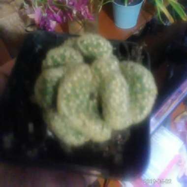 Brain Cactus