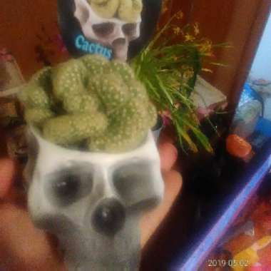 Brain Cactus