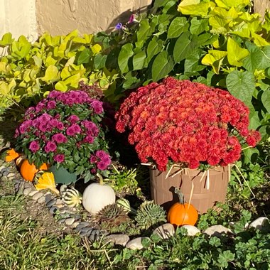 Chrysanthemum morifilium