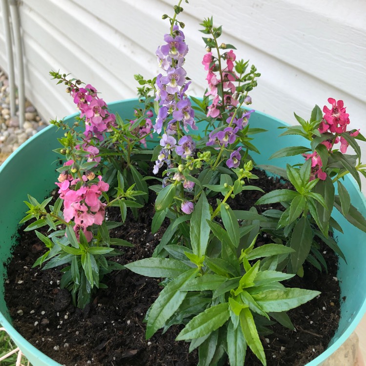 Plant image Angelonia Salicariifolia