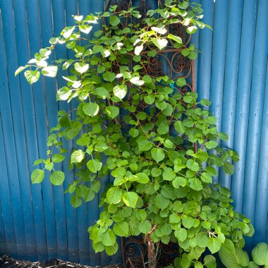 Climbing Hydrangea