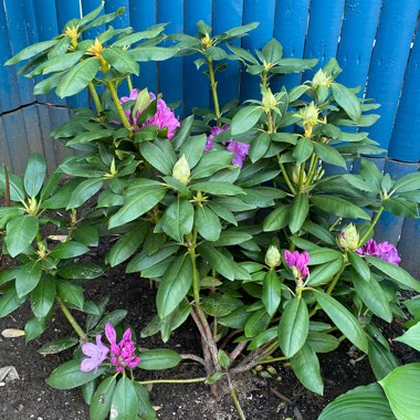 Rhododendron 'Delta'