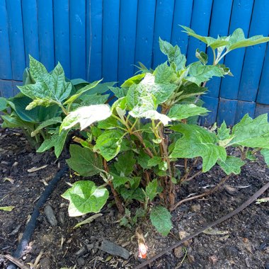 Oak-Leaf Hydrangea 'Gatsby's Star'