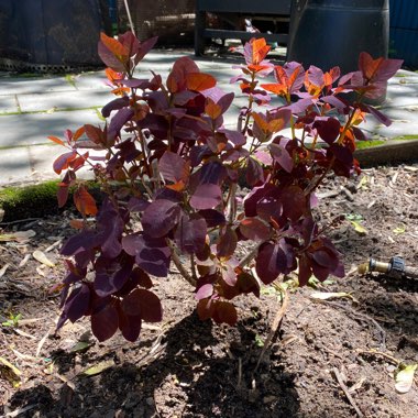 Smoke Bush