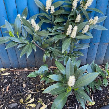 Cherry Laurel 'Otto Luyken'