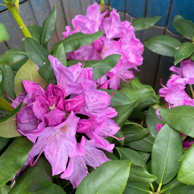 Rhododendron 'Delta'