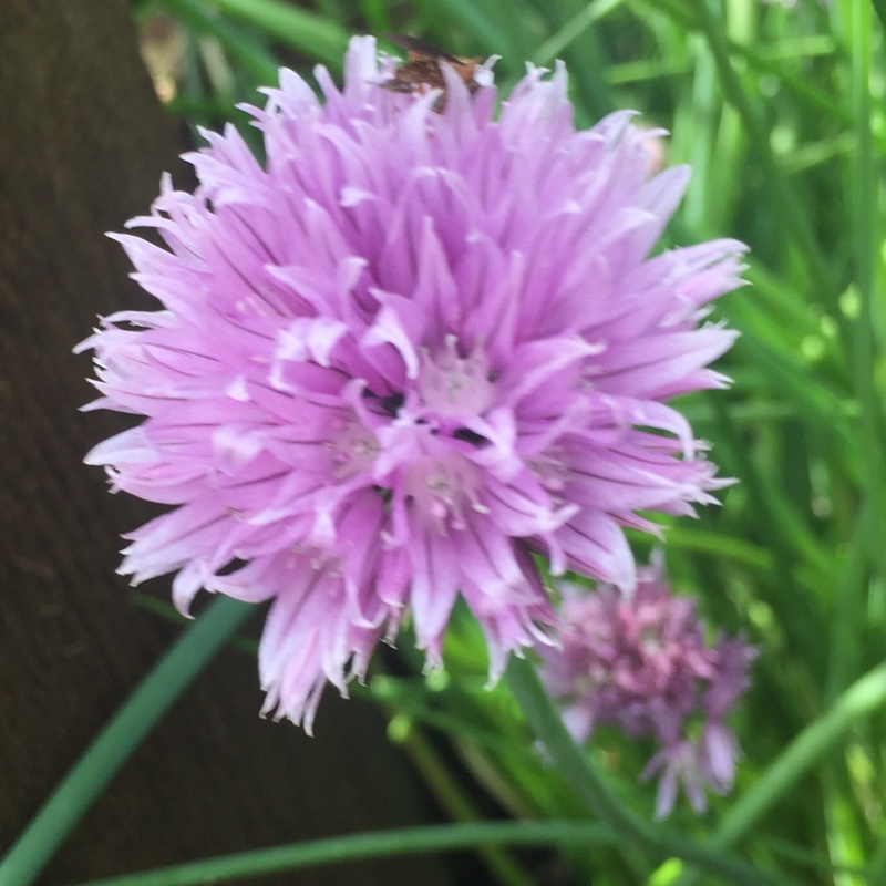 Chives