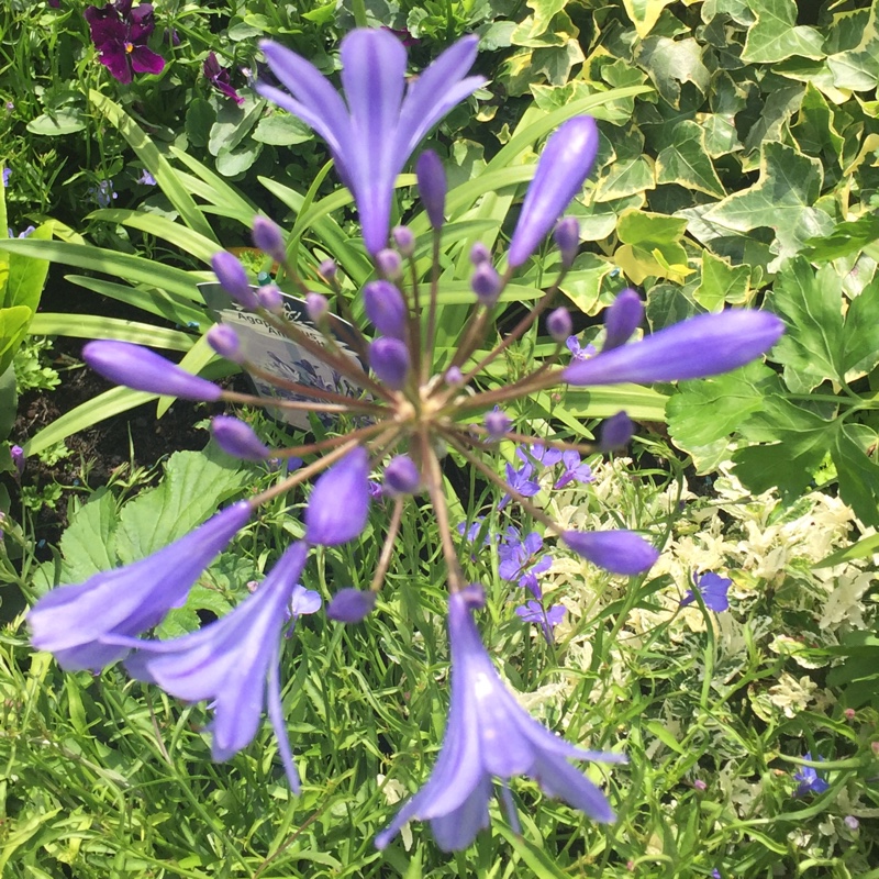 African Lily 'Headbourne Hybrids'