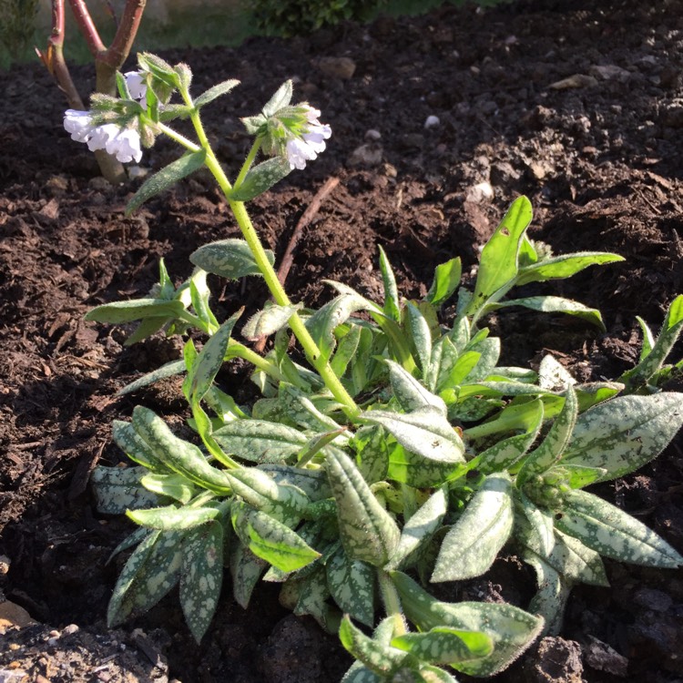 Plant image Pulmonaria 'Opal'