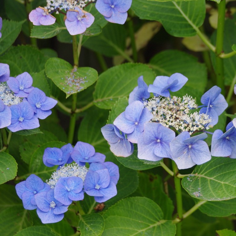 Hydrangea macrophylla 'Blue Zorro', Hydrangea 'Blue Zorro' - uploaded ...