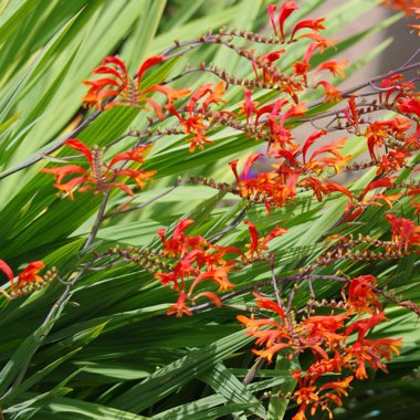 Montbretia