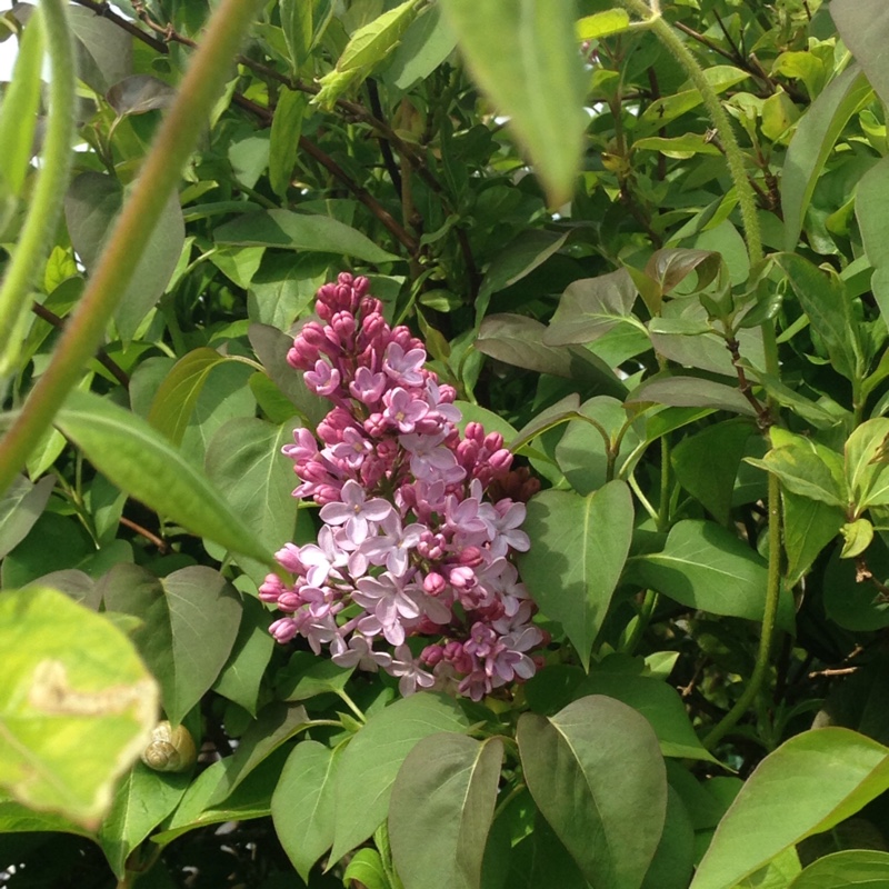 Plant image Syringa x persica