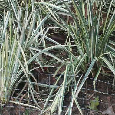 Yellow Variegated Iris