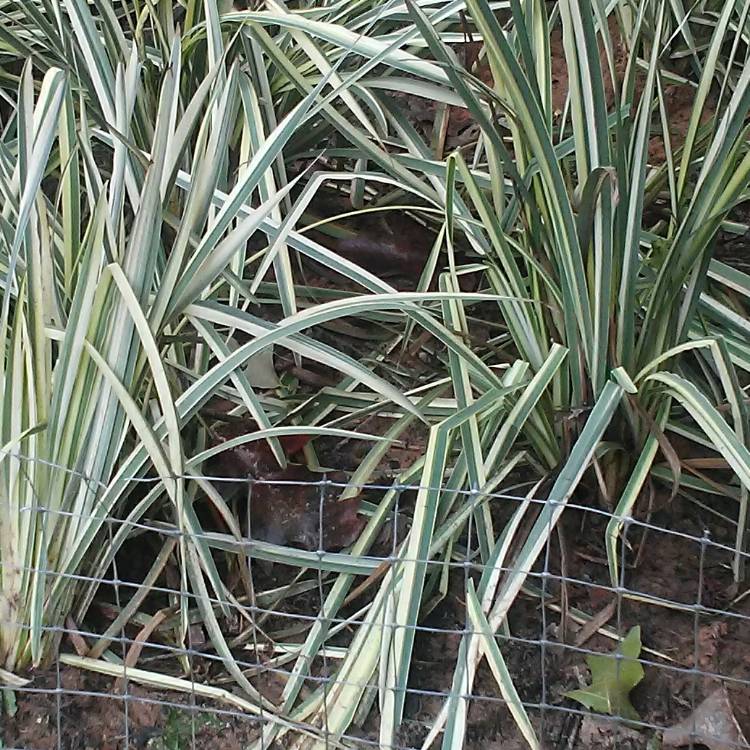 Plant image Iris Pseudacorus 'Marginatus'