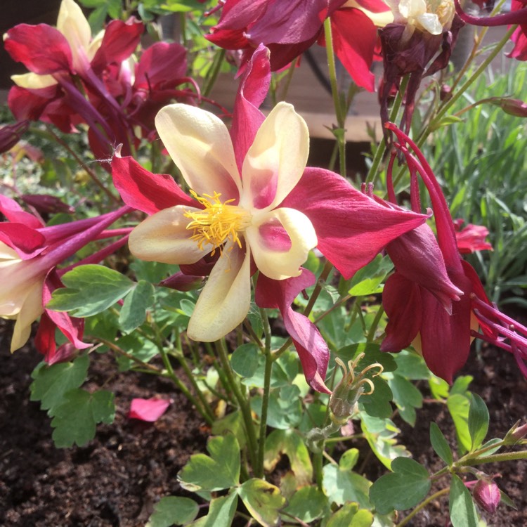 Plant image Aquilegia vulgaris 'Dragonfly' (Mix)