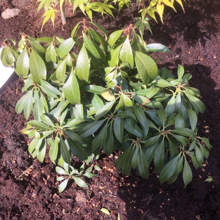 Plant image Pieris japonica 'Katsura'