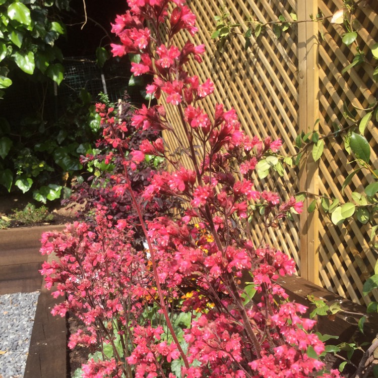 Plant image Heuchera americana 'Paris' syn. Heuchera 'Paris'