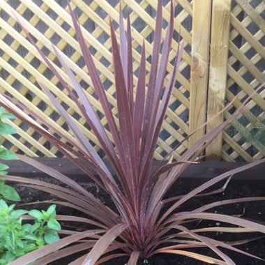 Cabbage Tree 'Red Star'