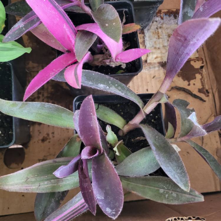 Plant image Tradescantia pallida 'Pink Stripe'