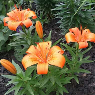 Lily 'Orange Pixie' (Asiatic)