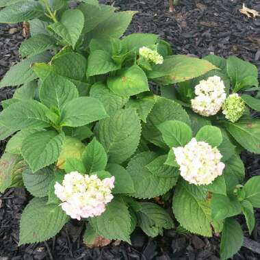 Hydrangea