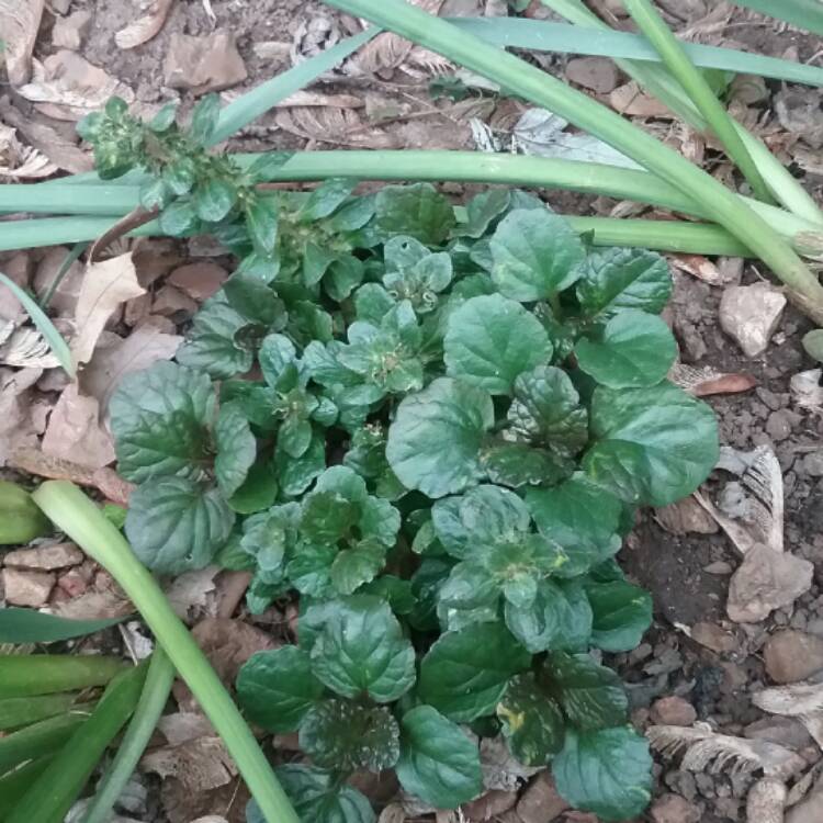 Plant image Ajuga reptans 'Atropurpurea'