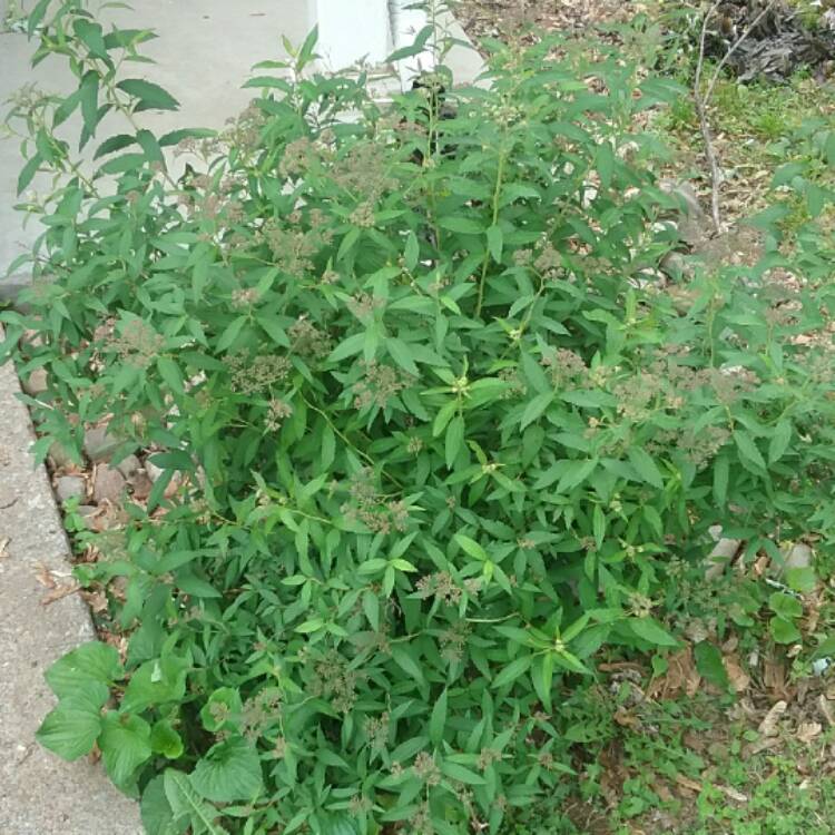 Plant image Spiraea japonica 'Golden Princess'