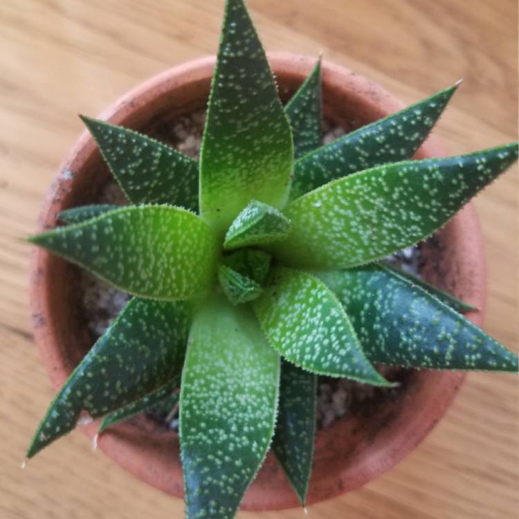 Plant image x Gasteraloe beguinii