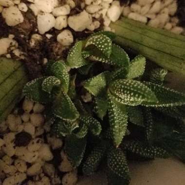 Haworthiopsis attenuata var. radula syn. Haworthia attenuata var. radula, Haworthia radula