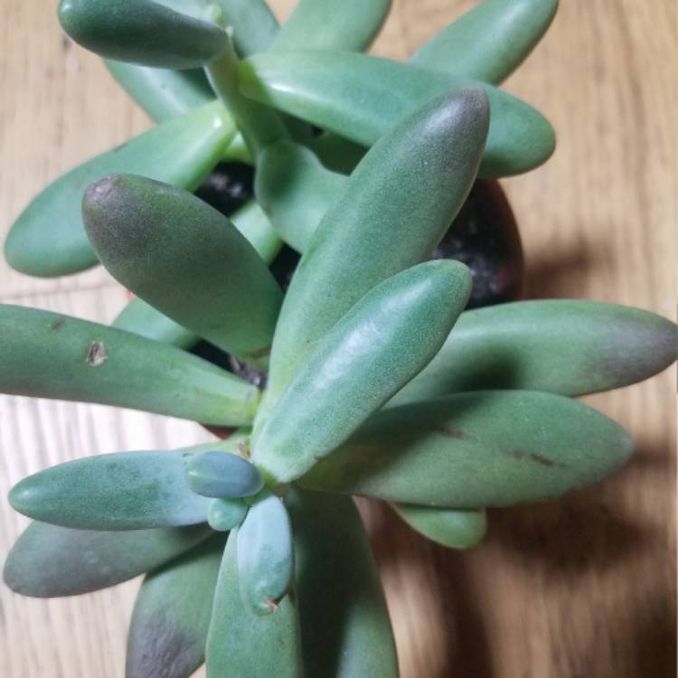 Plant image Pachyphytum fittkaui