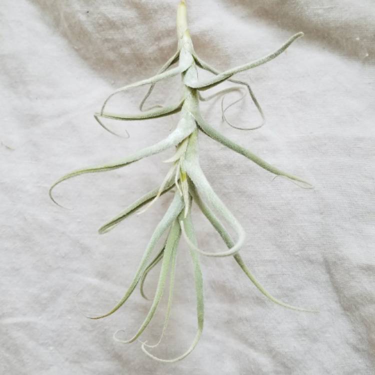 Plant image Tillandsia paleacea