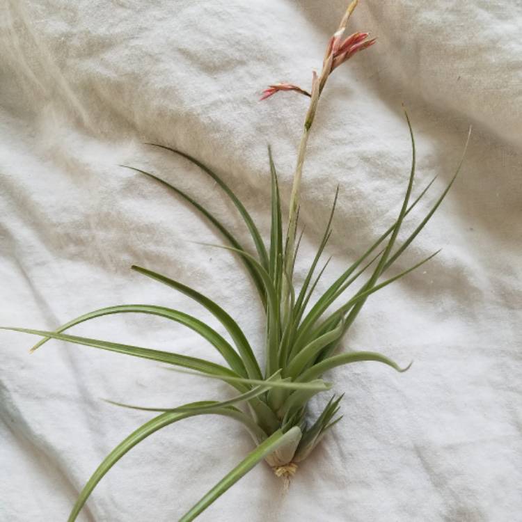 Plant image Tillandsia stricta