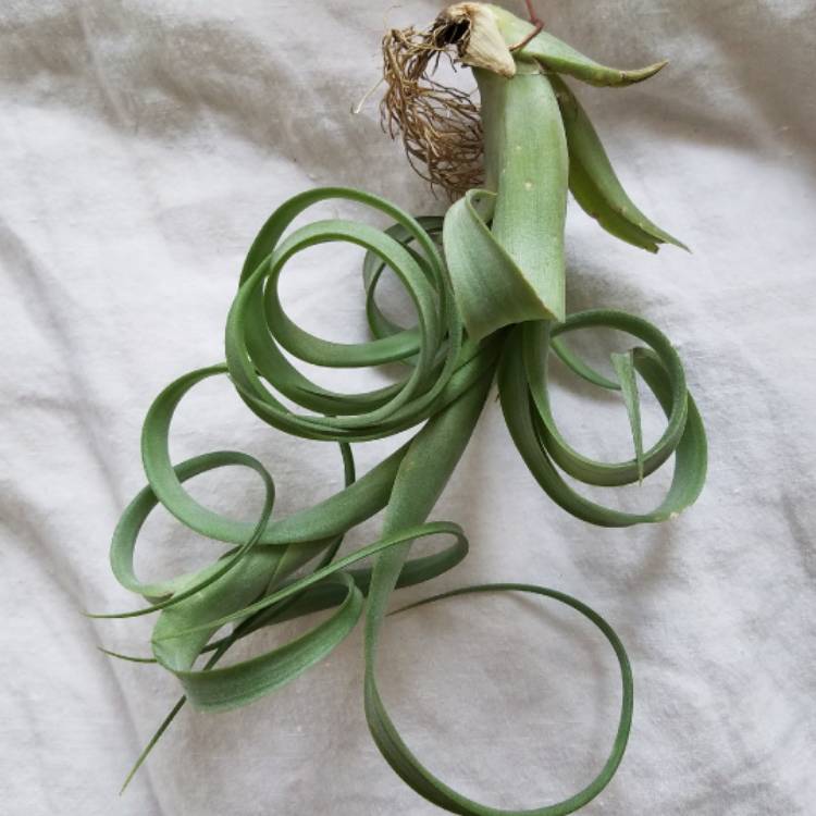 Plant image Tillandsia balbisiana