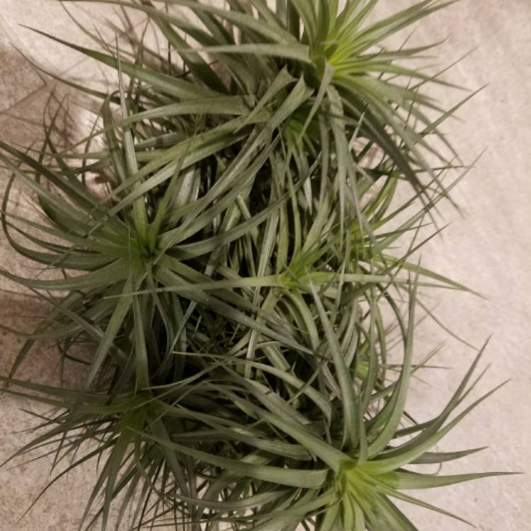 Plant image Tillandsia bergeri