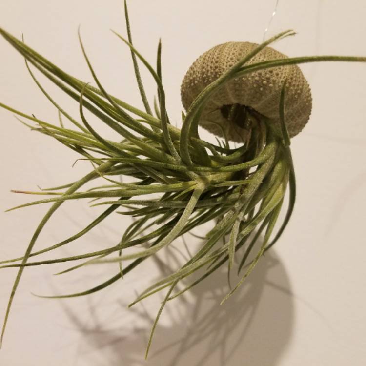 Plant image Tillandsia montana