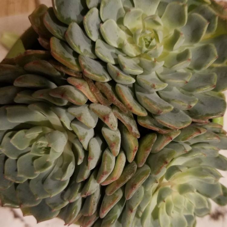 Plant image Echeveria Azulita