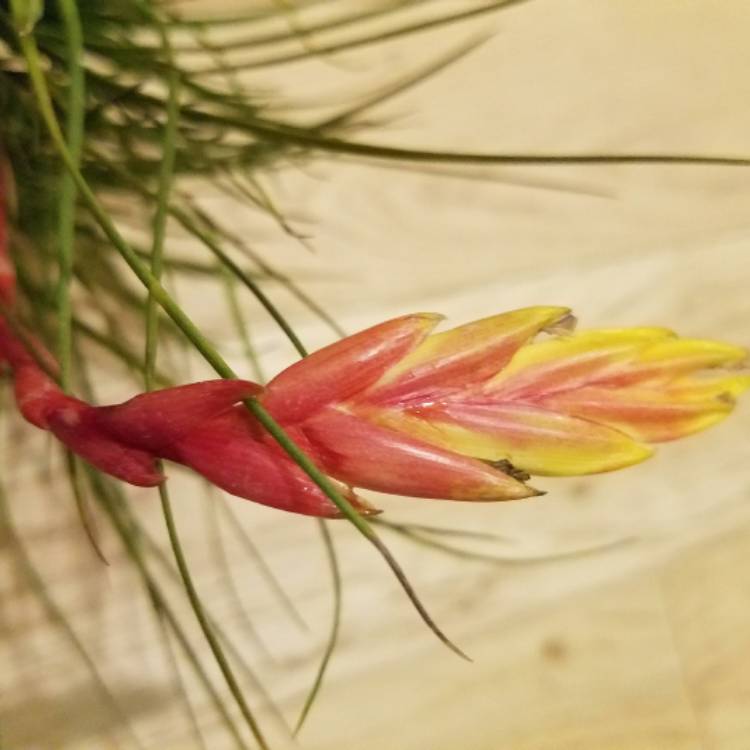 Plant image Tillandsia fasciculata