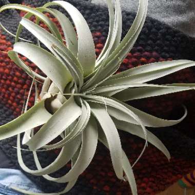 Tillandsia xerographica