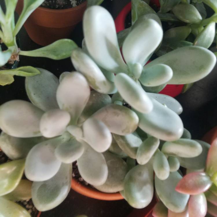 Plant image x Pachyveria Powder Puff