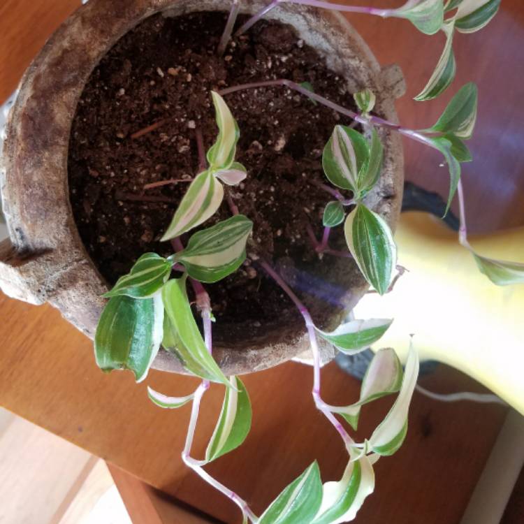 Plant image Tradescantia fluminensis 'Variegata'