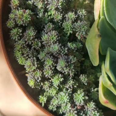 Sedum hispanicum