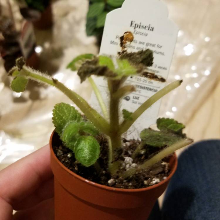 Plant image Episcia Cupreata