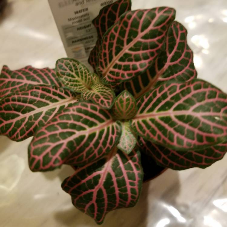 Plant image Fittonia verschaffeltii 'Pink Star'