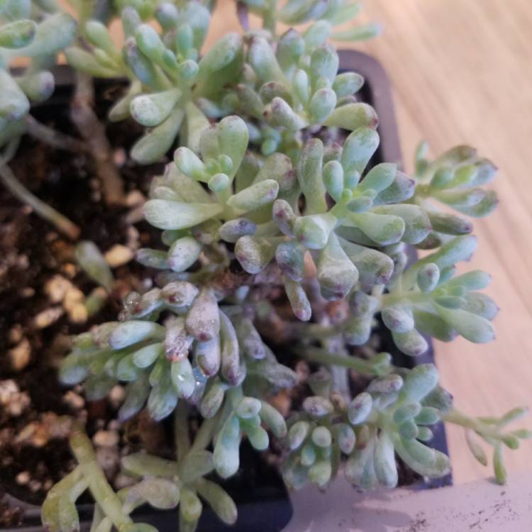 Plant image Graptopetalum Pachyphyllum