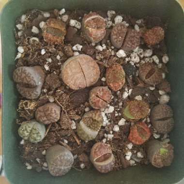 Lithops